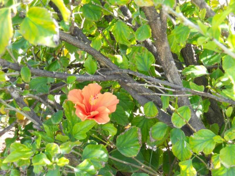 hibiscus rosa-sinensis