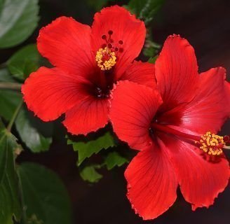 Hibiscus rosa-sinensis: Características, propiedades, cuidados, uso medicinal y más.