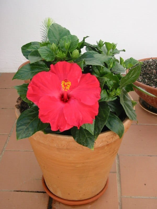 hibiscus rosa-sinensis