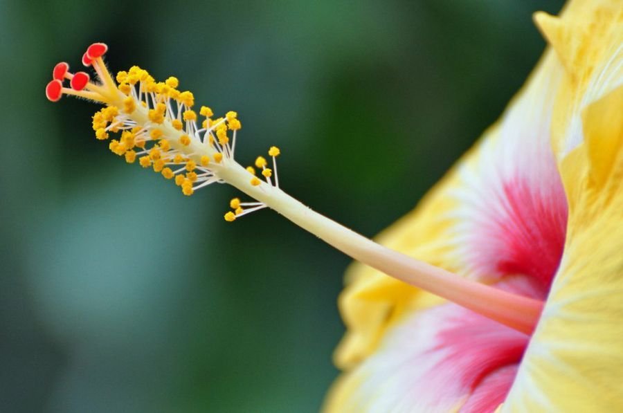 hibiscus rosa-sinensis