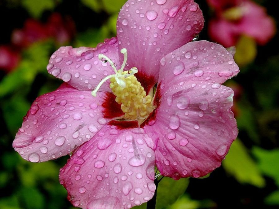 hibiscus rosa-sinensis