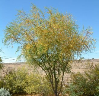La acacia farnesiana: Conoce todos los usos que tiene y más