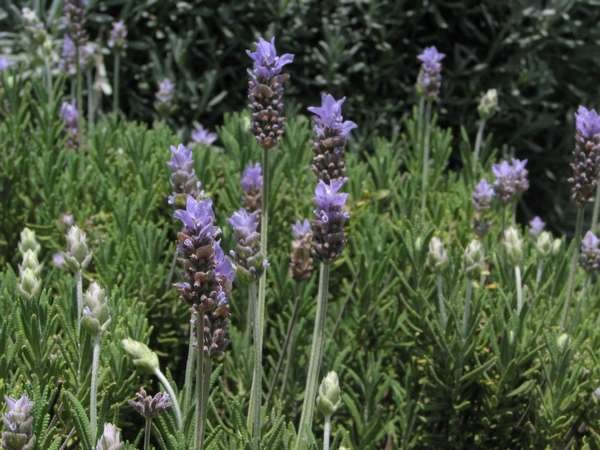 Lavandula dentata: Propiedades, cuidados, poda y mucho más