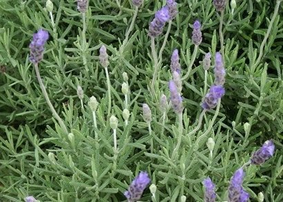 Lavandula dentata: Propiedades, cuidados, poda y mucho más