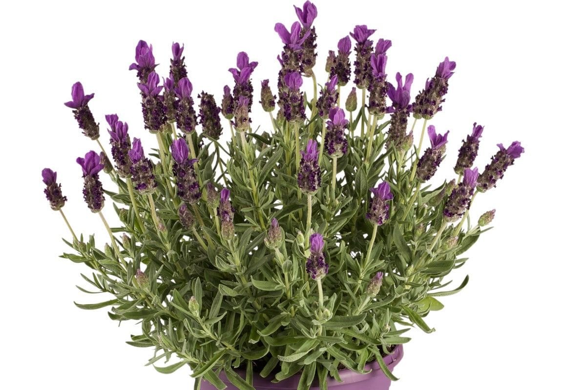 Lavandula dentata: Propiedades, cuidados, poda y mucho más