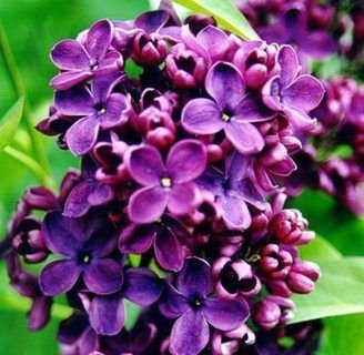 Lilas: Cuidados, significado y mucho más de estas flores