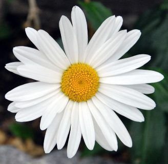 Margarita: Conoce el significado y muchas cosas más sobre esta flor