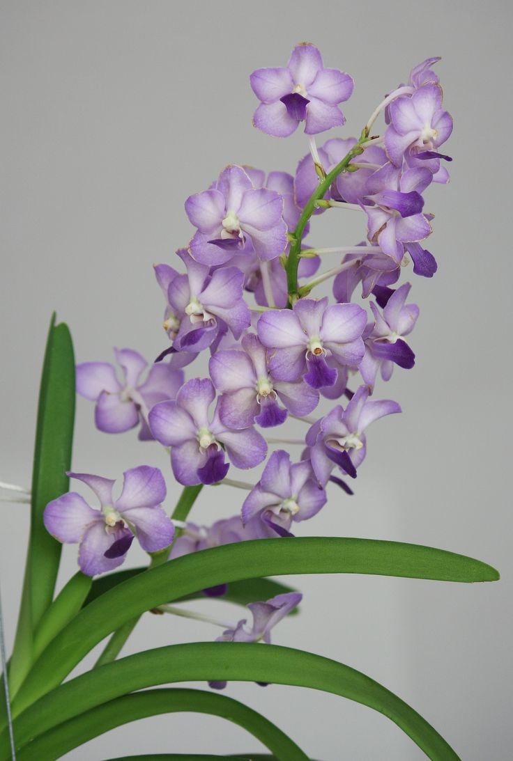 orquidea vanda-11