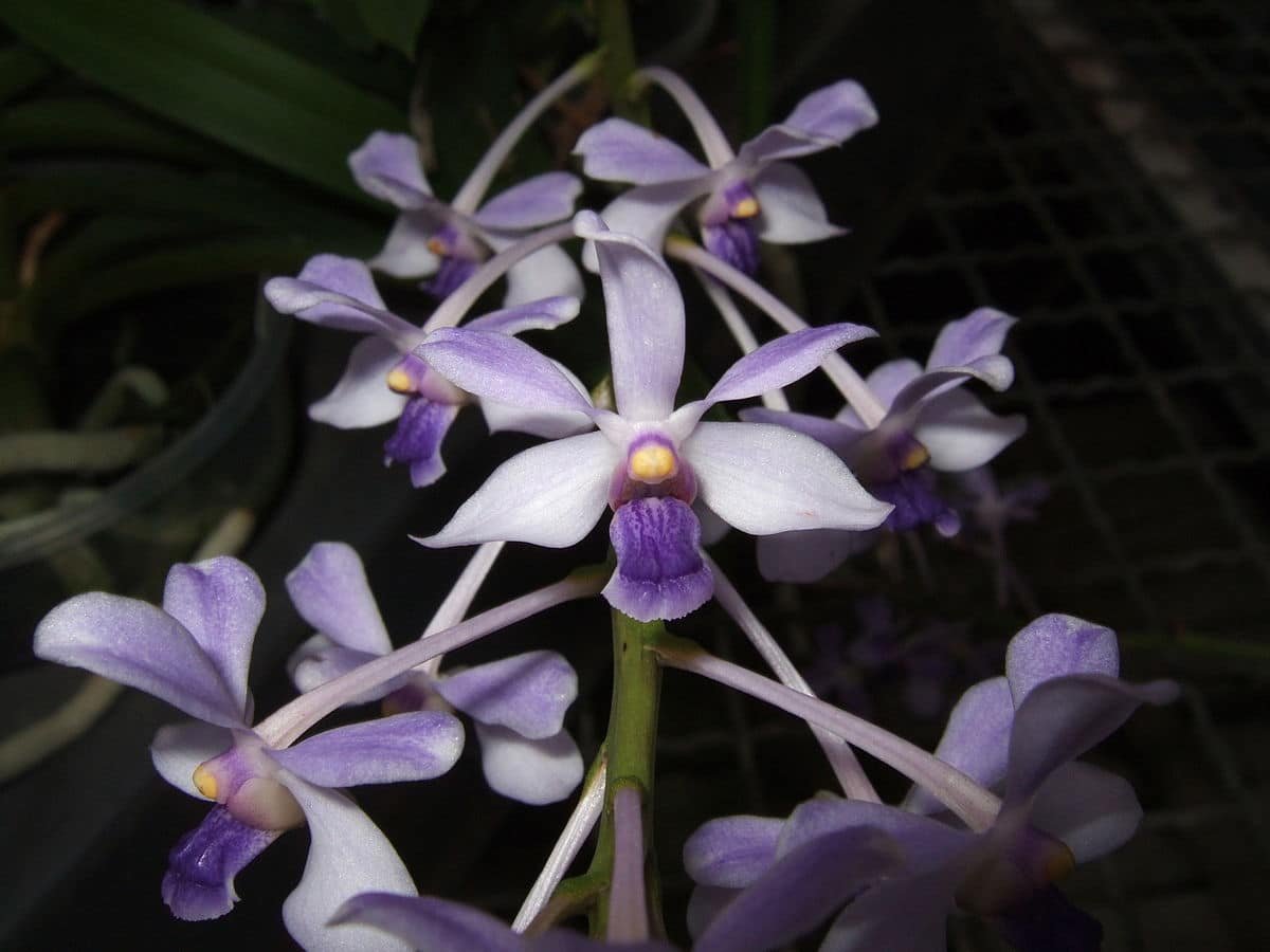 orquidea vanda-16