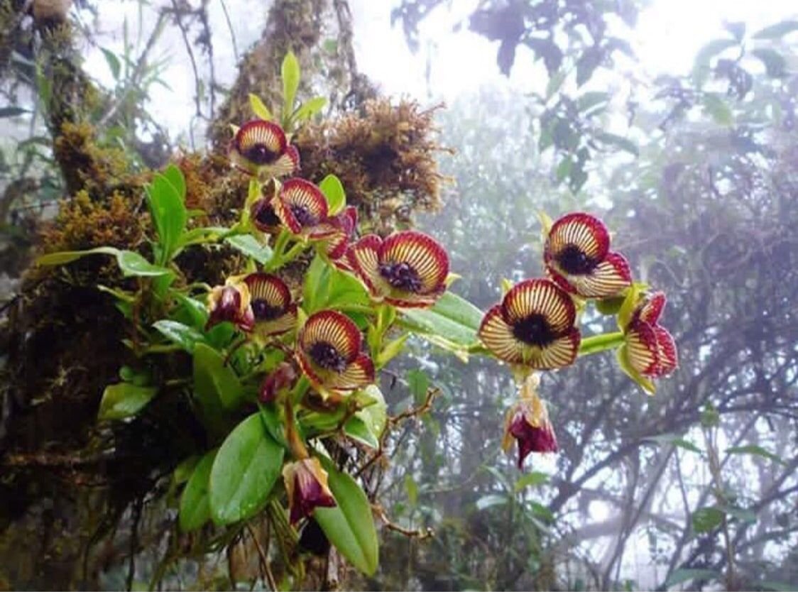 orquidea vanda-17