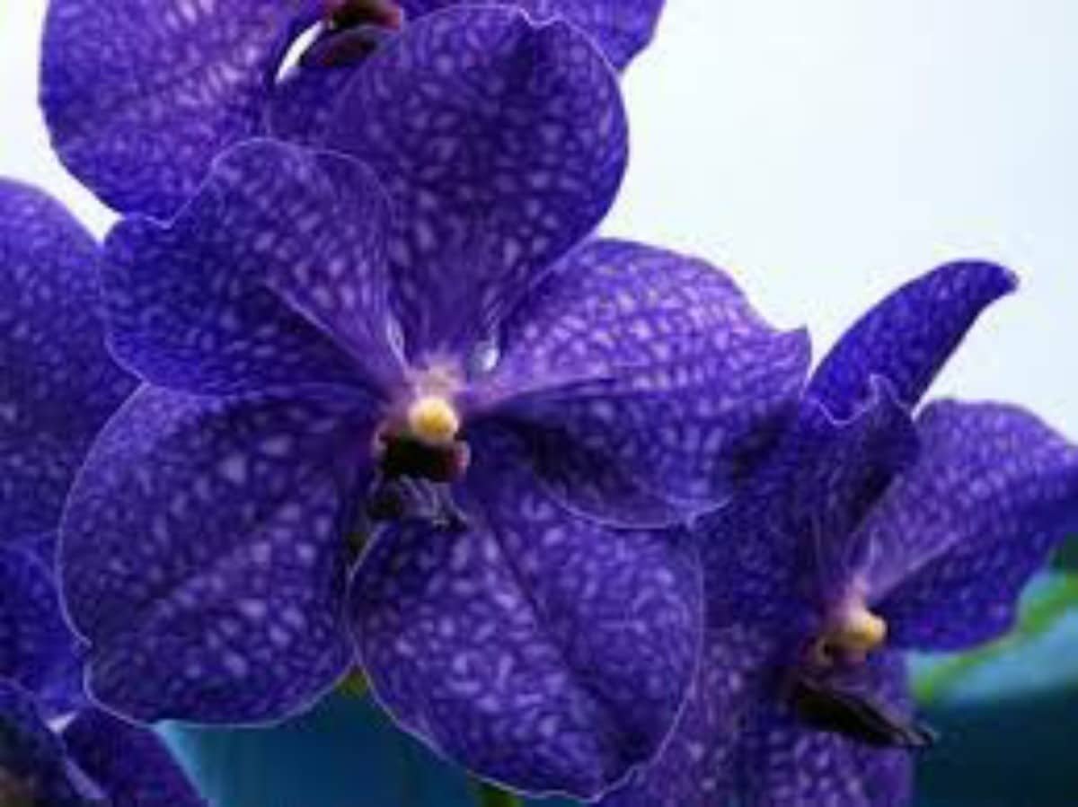 orquideas vanda-5