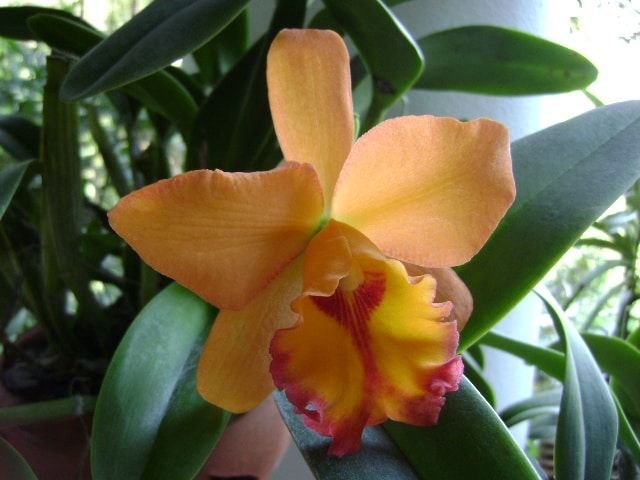 orquídeas