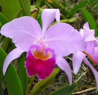 Orquídeas de colombia:Cuidados, cultivos, clases y mucho más