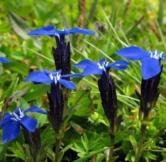 Gentiana:Todo lo que debes saber de esta especie de plantas