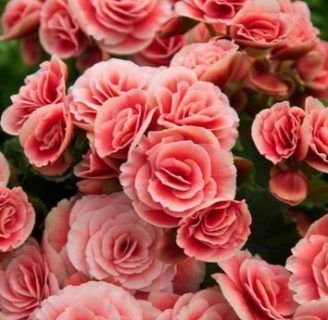 Tipos o variedades de Begonia: Todo lo que debes saber de la especie