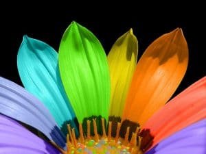 Significado de las gerberas y sus colores:Conoce el simbolismo de ellos