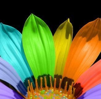 Significado de las gerberas y sus colores: Conoce el simbolismo de cada uno