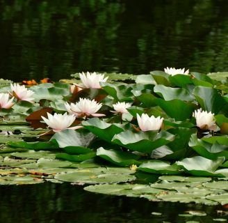 NENÚFARES: Cuidados, cultivo, significado y mucho más