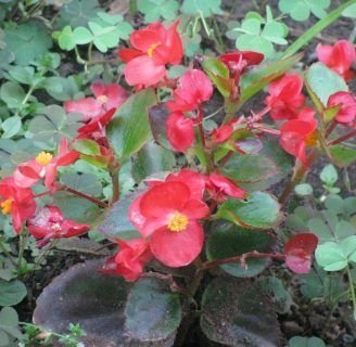 Flor de begonia: Cuidados, clasificación, significado y mucho más