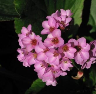 Hortensia de invierno: Todo lo que debes saber de esta especie