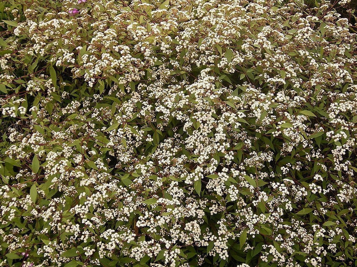 Ageratina ripiaria