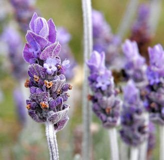 Lavandula stoechas (Lavanda cantueso): Lo que debes saber de la especie