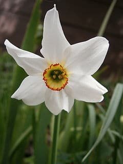 Narcissus poeticus: Todo lo que necesitas saber de las especie