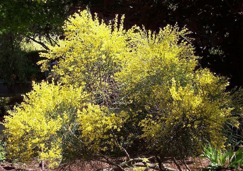 Cytisus x praecox