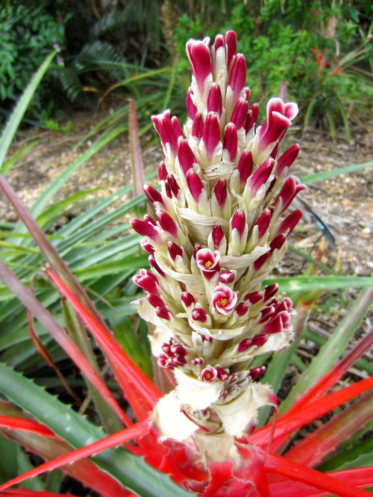 Bromelia balansae