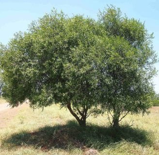 Acacia salicina: Averigua sobre este arbusto de alta toxicidad