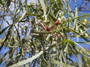 acacia salicina flor 