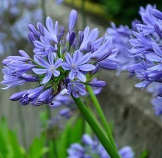 Agapanthus africanus (Orientalis o Umbellatus): Lo que debes saber