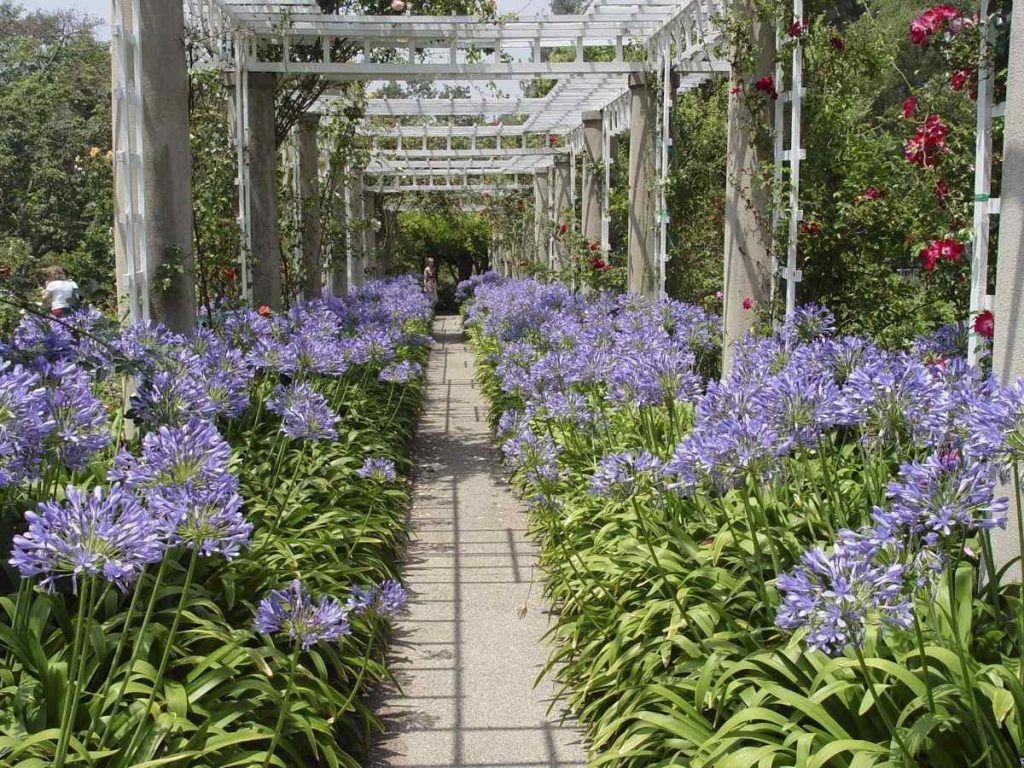 Agapanthus africanus