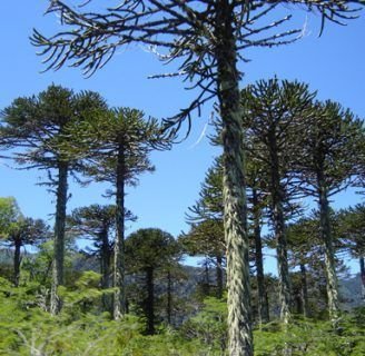 Schefflera morototoni: Todo lo que denes saber de esta especie