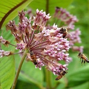 asclepias 