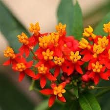 Asclepias curassavica: Cuidados,cultivos y mucho más que debes saber