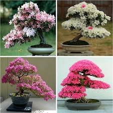 Bonsai de azalea: Conoce todo lo que necesitas de estos diminutos árboles