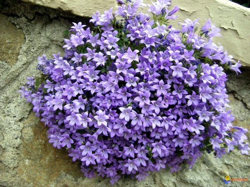 Campanula muralis-2