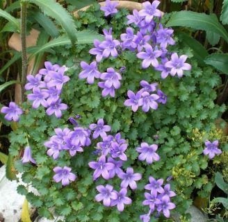 Campanula muralis: Lo que no sabes sobre esta especie  de plantas
