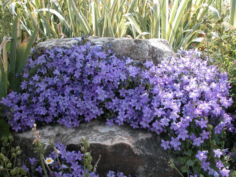 Campanula muralis-5