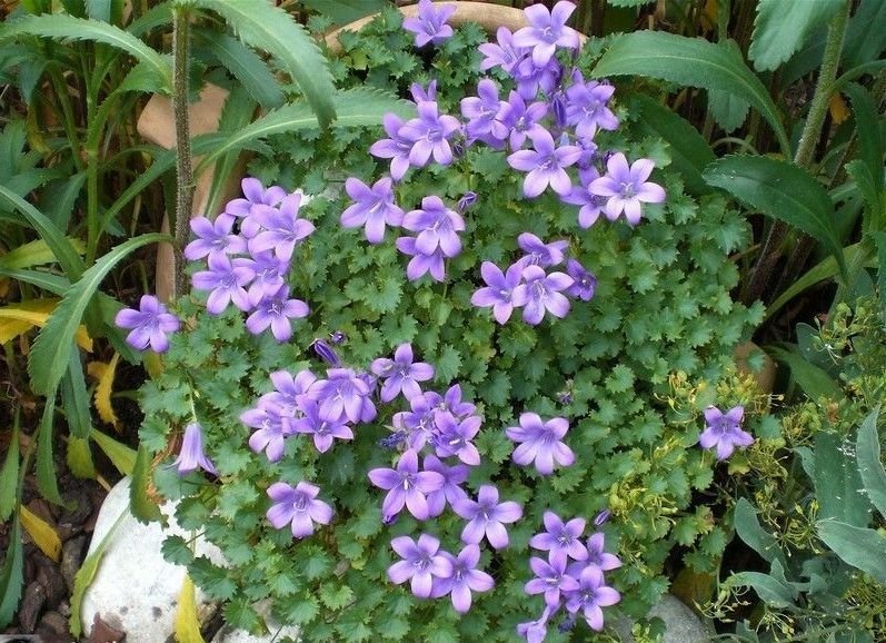 Campanula muralis