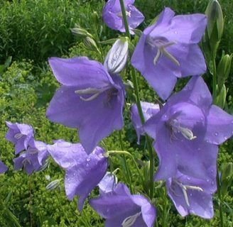 Campanula persicifolia: Lo que no sabías de esta planta con flores