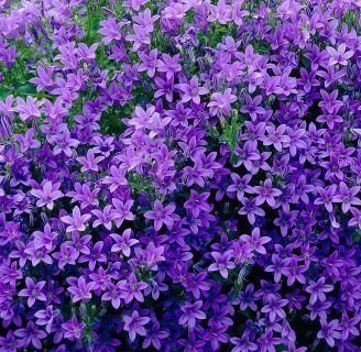 Campanula portenschlagiana: Todo sobre esta planta con flores