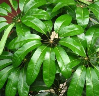 Chiflera: Cuidados, reproducción, poda, plagas y mucho más sobre esta planta