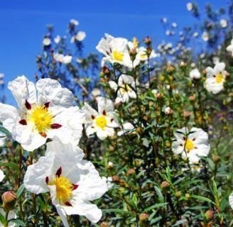 Cistus ladanifer: Todo lo que te interesa saber de las especie