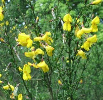 Cytisus: Conoce todo sobre este género de plantas