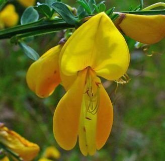 Cytisus Scoparius: Todo lo que te gustaría saber de la especie