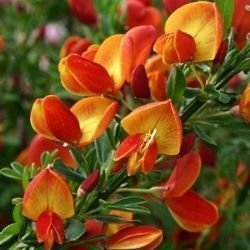 Cytisus lena: Todo lo que debes saber de esta especie