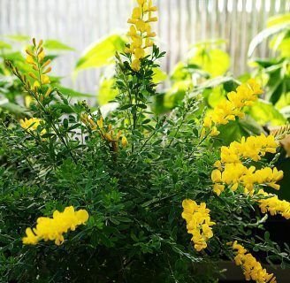 Cytisus Racemosus: Todo lo que debes saber de las especie