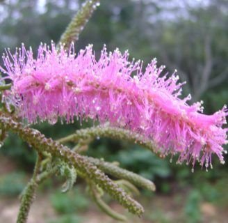 Mimosa verrucosa: Todo lo que debes saber de esta especie